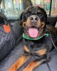Firm Back Seat Extender for Dogs, Hard Bottom Dog Car Cover Bed Camping Mat - 100