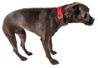 Pet Life 'Aero Mesh' 360 Degree Dual Sided Comfortable And Breathable Adjustable Mesh Dog Collar - Red - Small